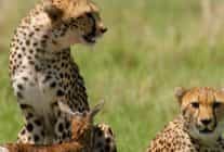 afrikanin vahsi dahileri 2 kasim pazar 20 00de national geographic wild ekranlarinda