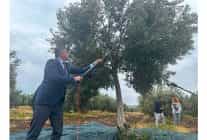 aliaga 4 zeytin hasat senliginde bulusuyor