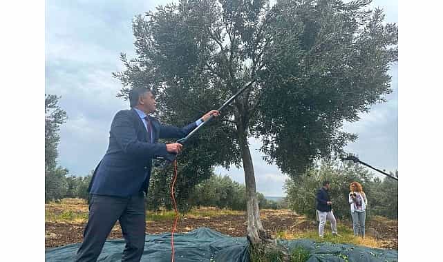 aliaga 4 zeytin hasat senliginde bulusuyor