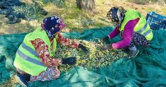 burhaniyede zeytin hasadi basladi