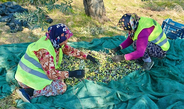 burhaniyede zeytin hasadi basladi