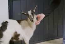 heartland veterinerleri keciler ozel 25 ekim cumartesi 21 00de national geographic wild ekranlarinda