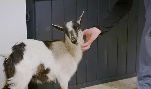 heartland veterinerleri keciler ozel 25 ekim cumartesi 21 00de national geographic wild ekranlarinda