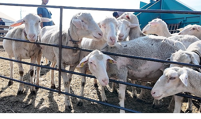 İnegöl Belediyesi İle İlçeler Arası “Tarım Ve Hayvancılıkta Güç Birliği” 1 inegol belediyesi ile ilceler arasi tarim ve hayvancilikta guc birligi