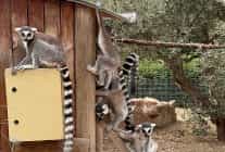 izmir dogal yasam parkinda davranis zenginlestirme atolyesi