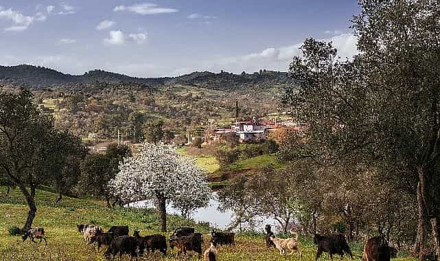 seferihisar orhanli koyunde zeytin hasadi festivaline davetlisiniz