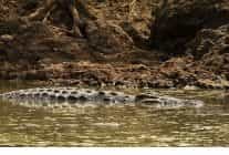 timsah savaslari grumeti ve mara 26 ekim pazar 20 00de national geographic wild ekranlarinda