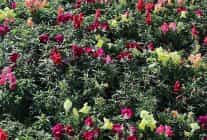 antalyada 4 milyon cicek toprakla bulusuyor