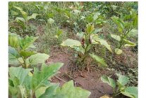 efes tarlasi yasam koyunde elde edilen yerel tohumlar anadolunun dort bir yaninda filizleniyor