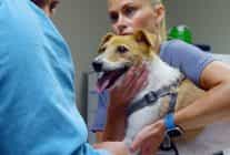 heartland veterinerleri pati ve pence 3 kasim pazartesi 21 00de national geographic wild ekranlarinda izleyicilerle bulusuyor