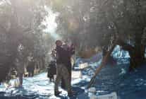 mudanyada zeytin hasadi sezonu basladi