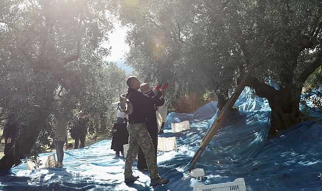 mudanyada zeytin hasadi sezonu basladi