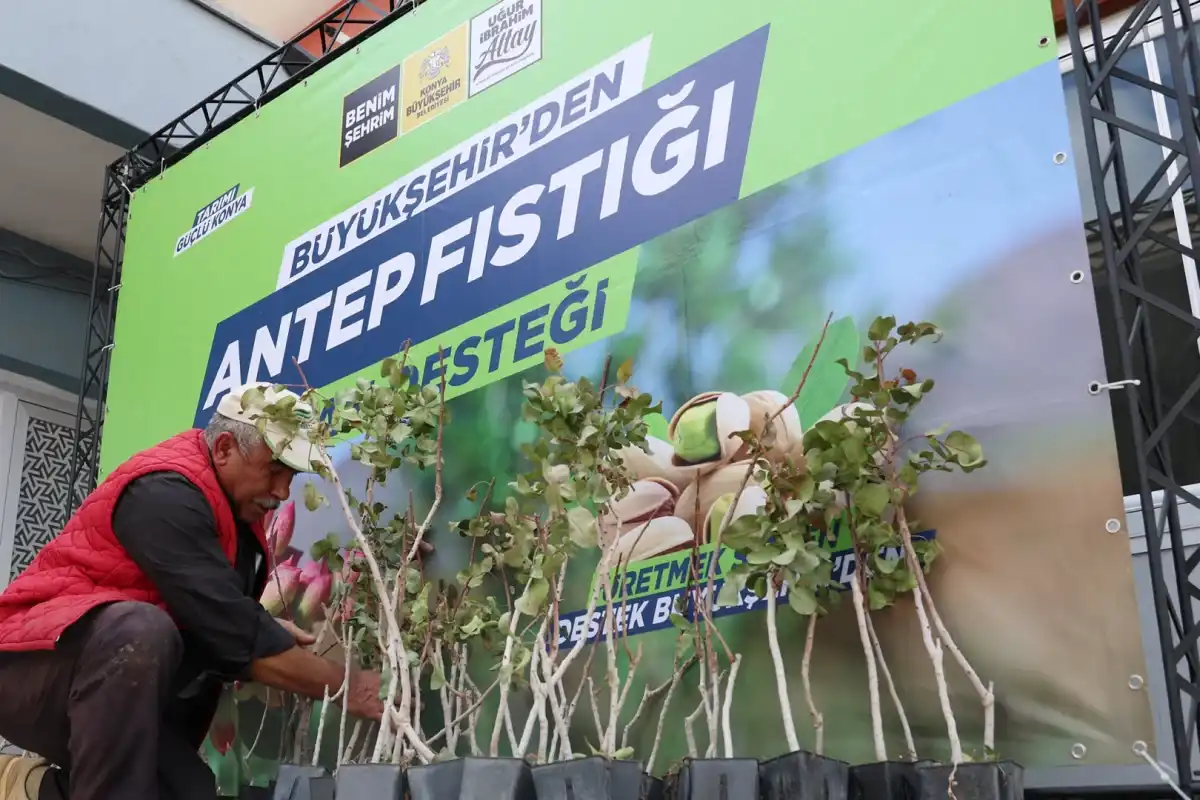 Konya’da Fıstık Ekimi Güçleniyor