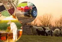 Tarımsal destek ödemesi: 2 milyar TL hesaplara geçti