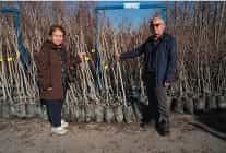 buyuksehir 3 600 trabzon hurmasi fidani dagitiyor