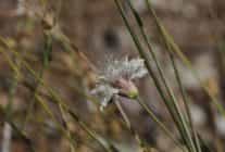 cameli pelemiri bitki literaturune kazandirildi
