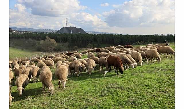 damizlik koc destegi kuzulama oranlarinda artis sagladi
