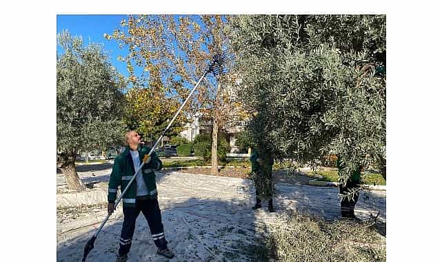 milas belediyesi park ve yesil alanlarda zeytin hasadina devam ediyor