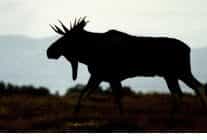 vahsi kisla yaris 28 aralik pazar 20 00de national geographic wild ekranlarinda