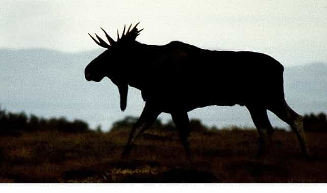 vahsi kisla yaris 28 aralik pazar 20 00de national geographic wild ekranlarinda