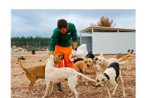 buyuksehirden sokak kopeklerine ozel yasam alani