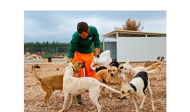 buyuksehirden sokak kopeklerine ozel yasam alani