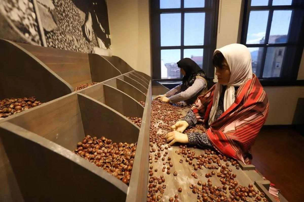 Türkiye’nin İlk Fındık Müzesi 50 Bini Aşkın Ziyaretçi Ağırladı