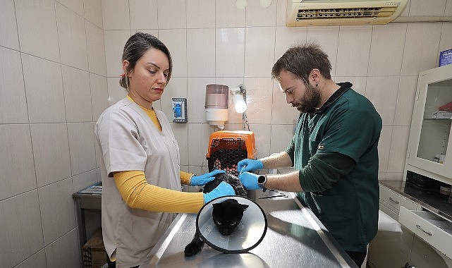 gaziemir belediyesi 6 bin 222 can dostun yasamina dokundu