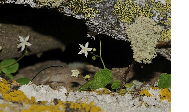 izmirde yeni bitki turu kesfedildi