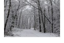 ormanyada kartpostallik kis manzaralari