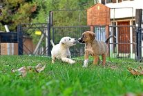 osmangazi belediyesi can dostlarin umudu oluyor